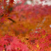 公園にて（紅葉３）