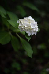 紫陽花（白）