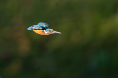 カワちゃん飛ぶ