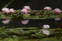水の森（その２）