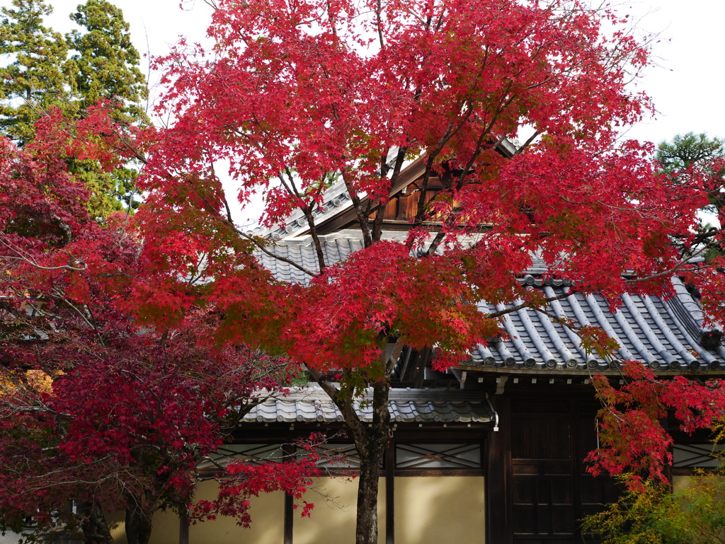 永源寺の紅葉（2）