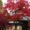 永源寺の紅葉（2）