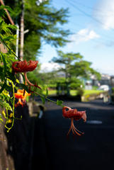 長閑な散歩道から５７(雨上がりの鬼)
