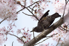 さくらの中から