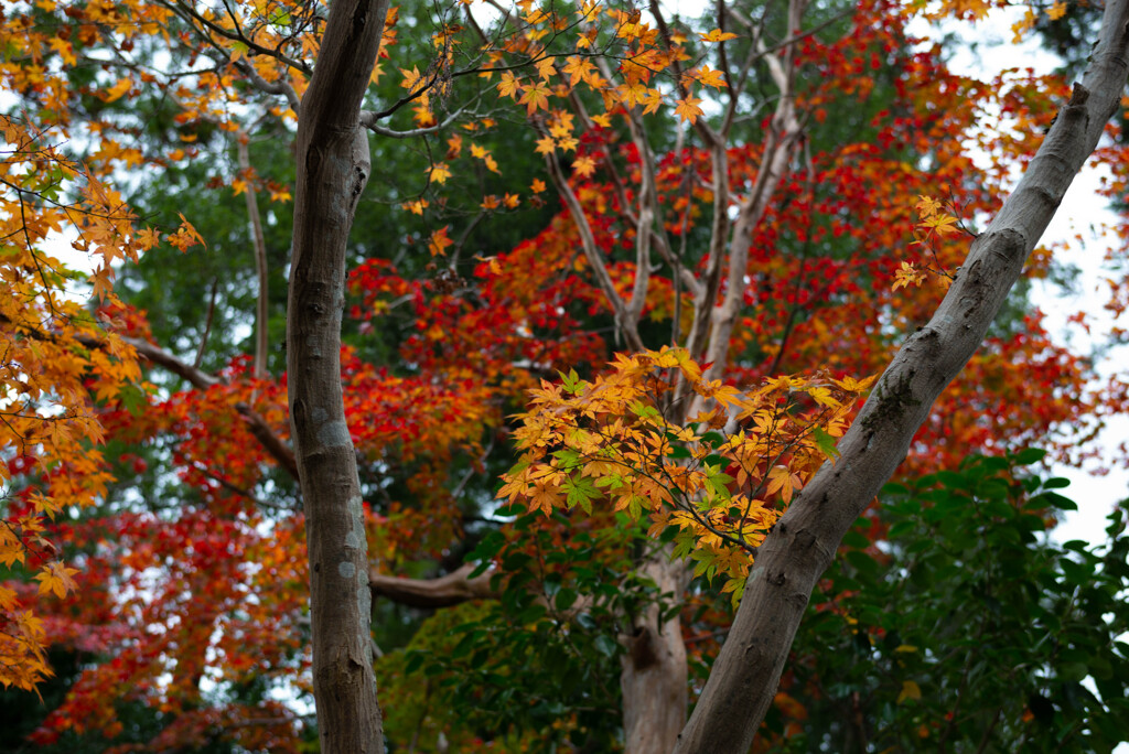 今年の紅葉（多賀大社の境内にて）