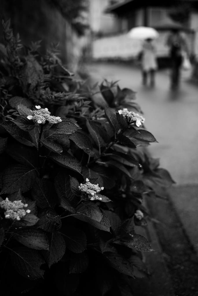 長閑な散歩道から４０（雨の日）