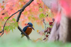 紅葉の中で一休み