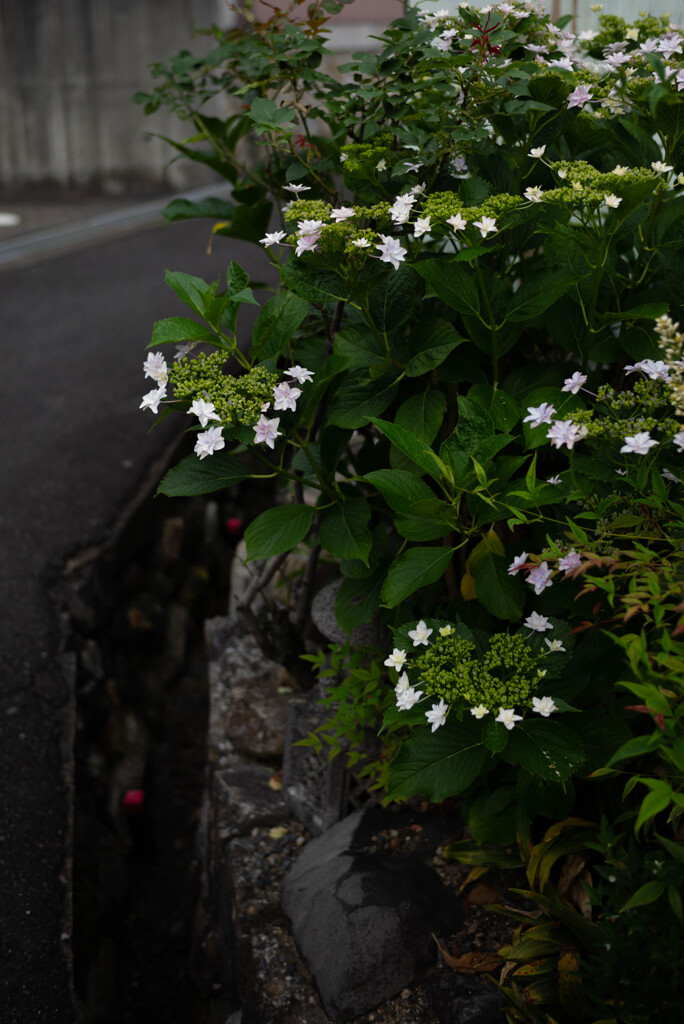 長閑な散歩道から（路地裏の紫陽花）