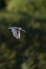 久々のカワちゃん