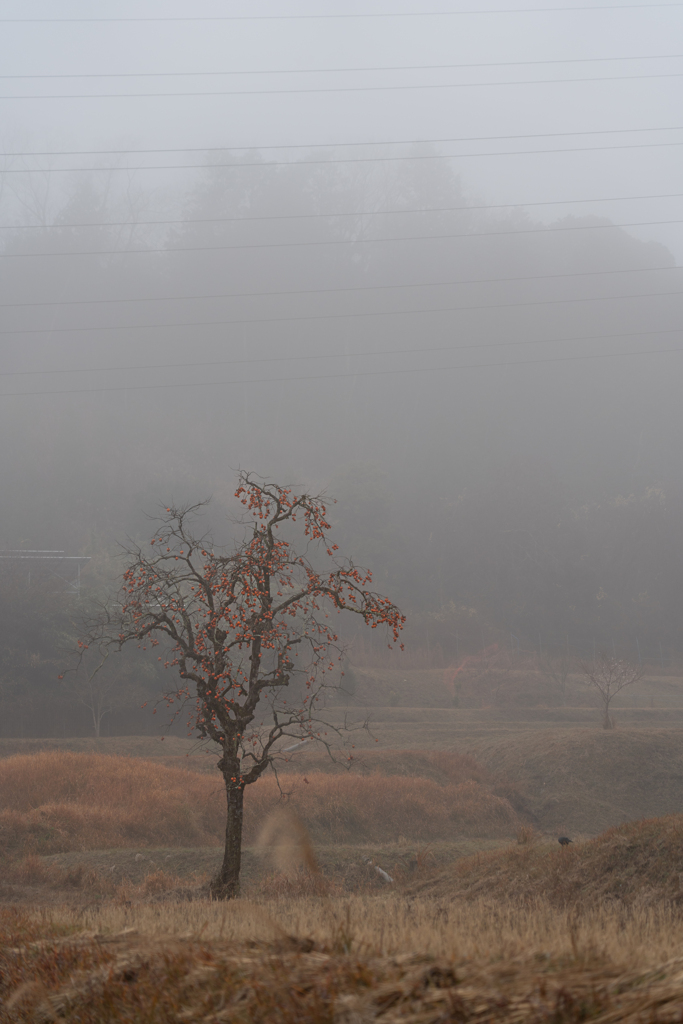 野高な散歩道から（257）朝霧と残柿