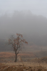 野高な散歩道から（257）朝霧と残柿
