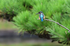 カワセミブルー