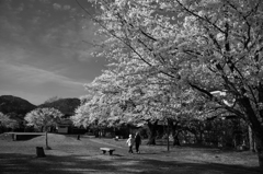 長閑な散歩道から１７９（公園のさくら３）