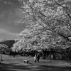 長閑な散歩道から１７９（公園のさくら３）