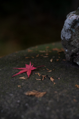 紅葉4