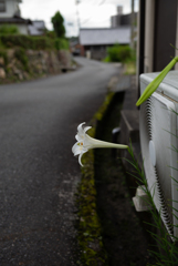 長閑な散歩道から63（白い花）