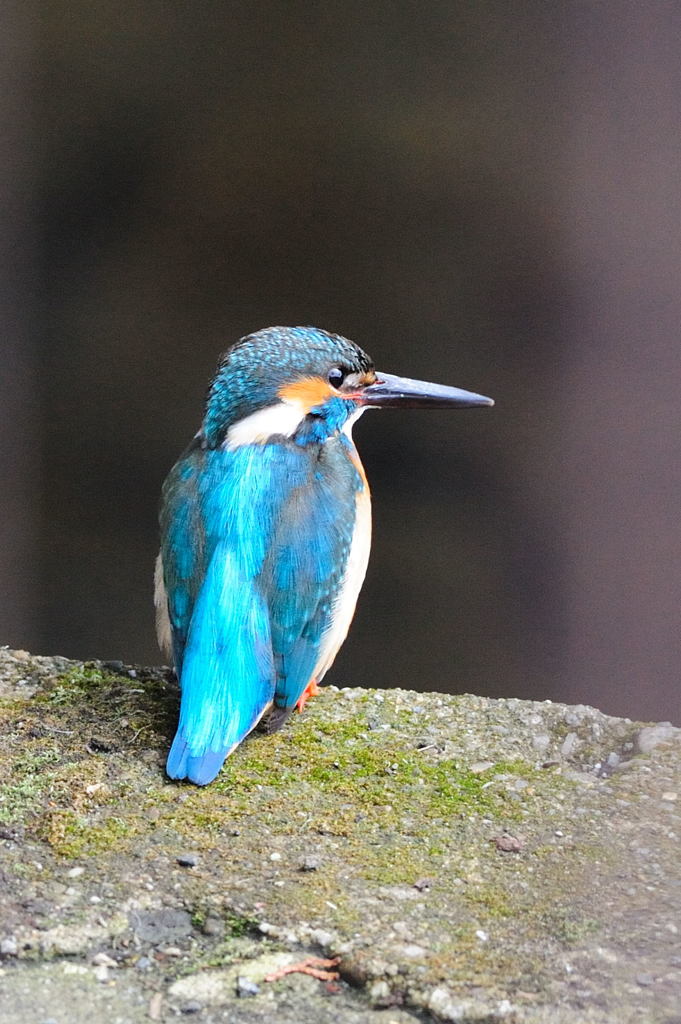 T川のカワセミ君