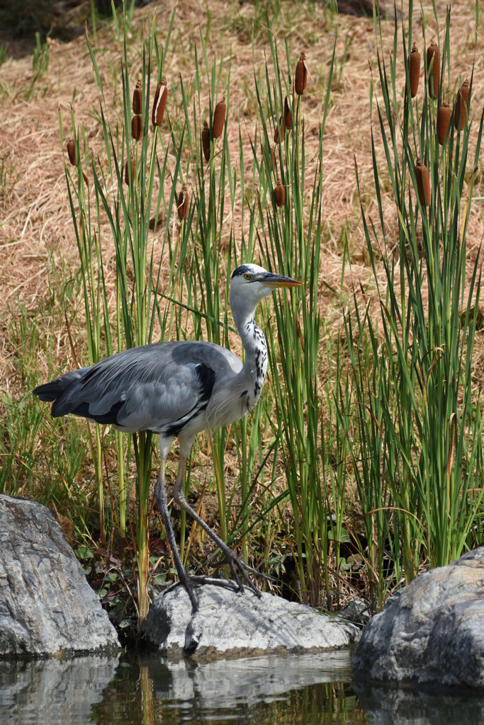 ガマの穂とサギ