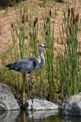 ガマの穂とサギ