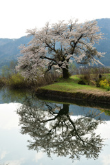 余呉湖の桜（2）