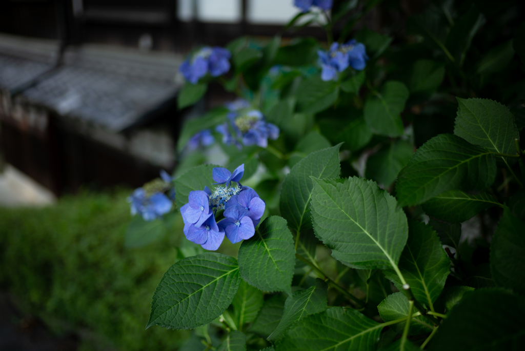 額紫陽花（近江八幡にて）