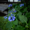 額紫陽花（近江八幡にて）