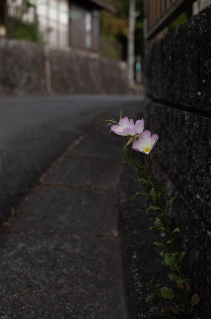 長閑な散歩道から１９４（路傍の花）