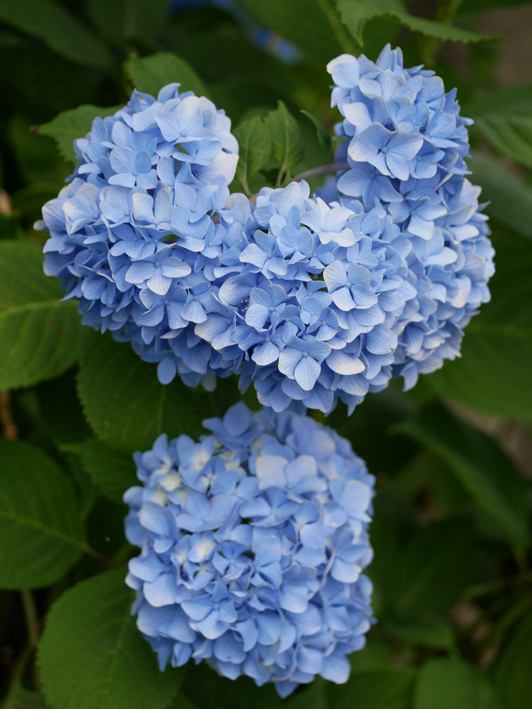 面白い形の紫陽花