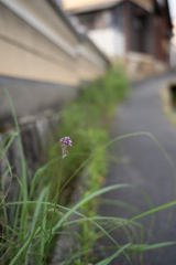 長閑な散歩道から35(草花)