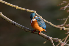 新年初のカワセミ