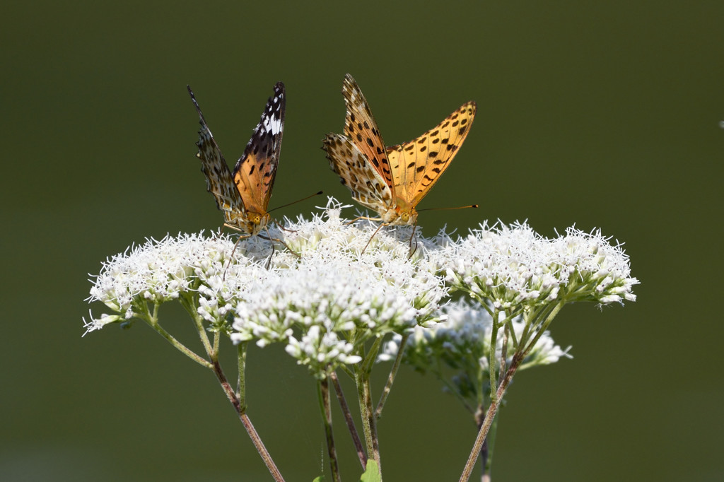 ツマグロヒョウモン