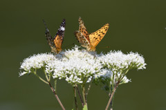 ツマグロヒョウモン