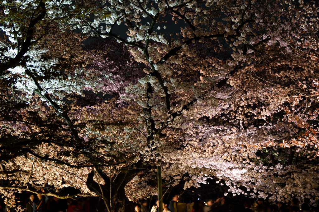 久々の夜桜1