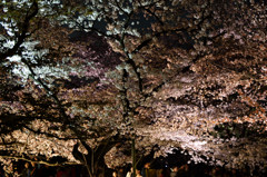 久々の夜桜1