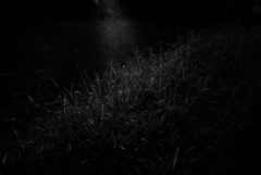 長閑な散歩道から５４（朝露）