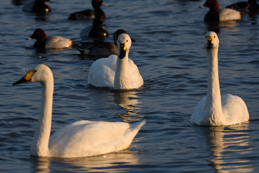 今季初見のコハクチョウ