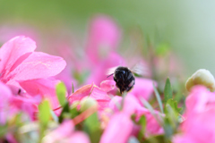 花とクマンバチ2