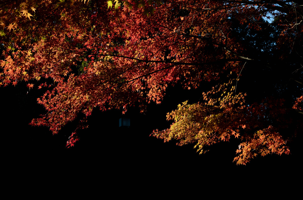 公園にて（紅葉）