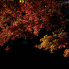 公園にて（紅葉）