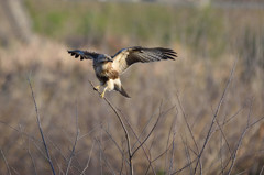 気を引くノスリ