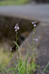 長閑な散歩道から（道端の花）