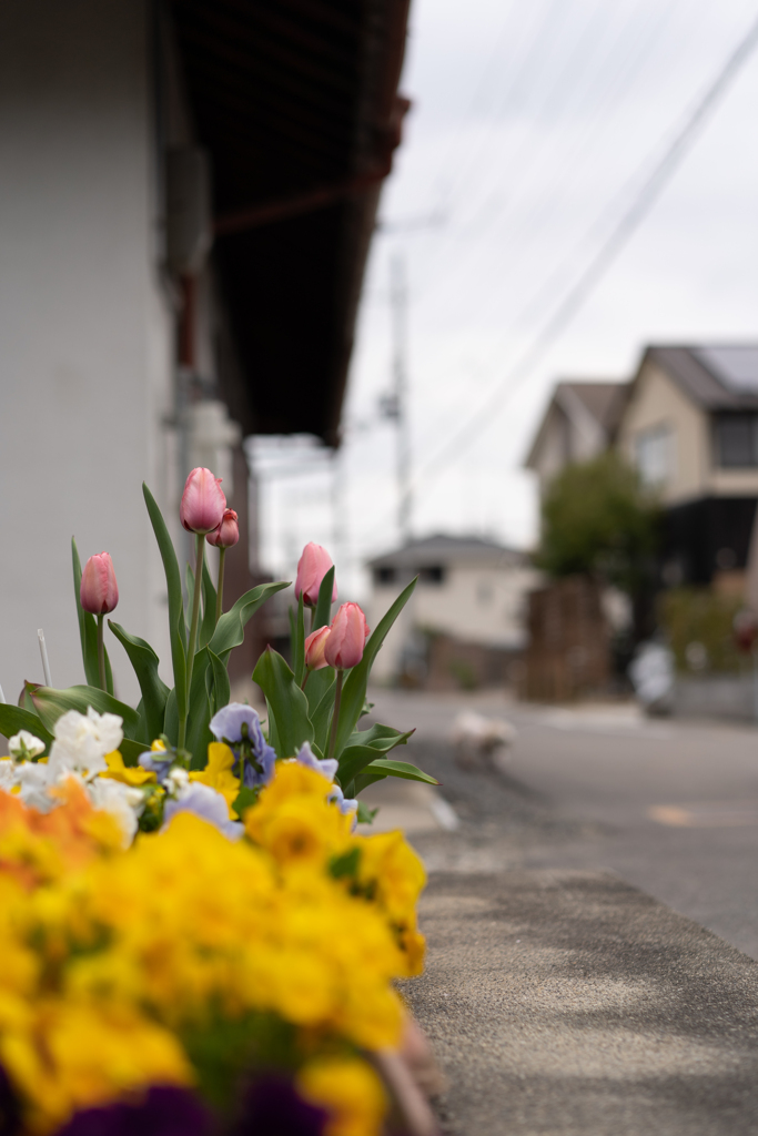 長閑な散歩道から１８１