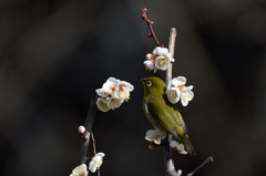 ウメジロウ１
