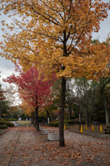 紅葉２（いつもの公園）