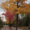 紅葉２（いつもの公園）