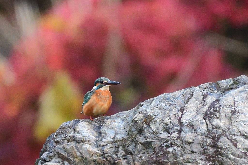 紅葉に染まる公園で1