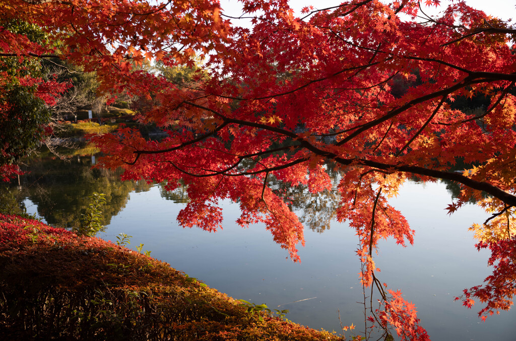 公園にて（紅葉２）