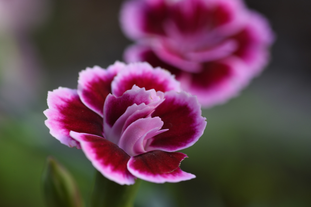 庭の花