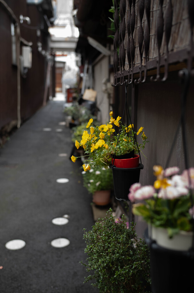 長閑な散歩道から(249)路地に咲く花