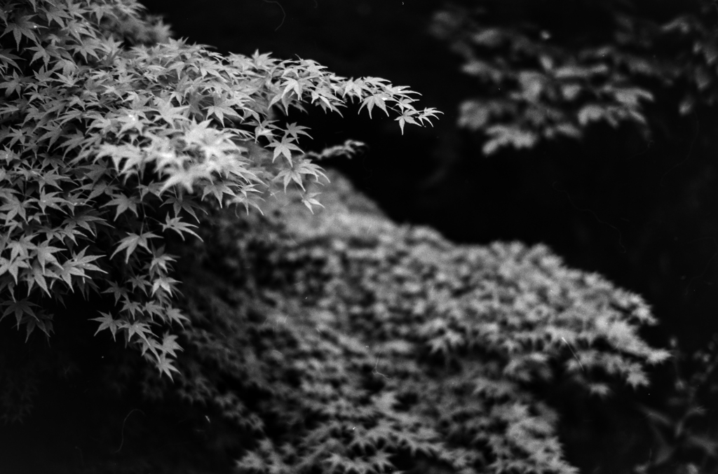早朝の公園（文化公園）